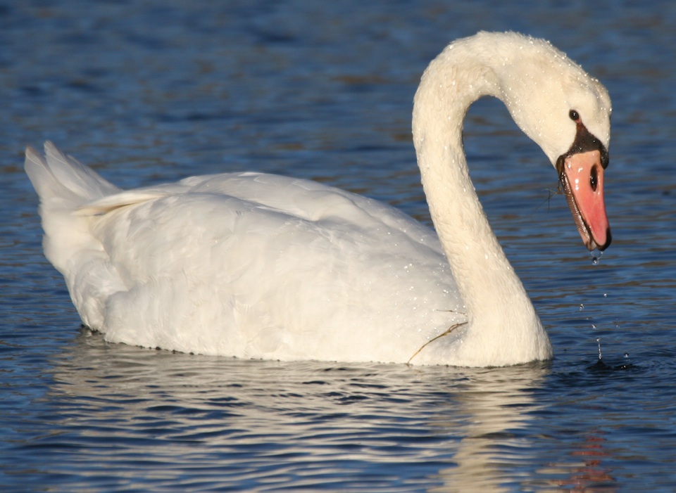 Mute Swan